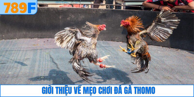 Các Giống Gà Peru Chiến Mạnh, Phù Hợp Thi Đấu Lâu Dài 2 Giới thiệu thông tin về chiến thuật cược chọi kê