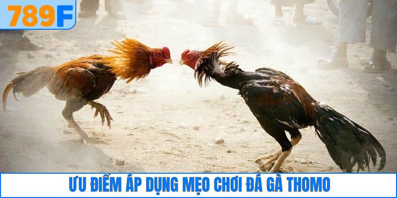 Các Giống Gà Peru Chiến Mạnh, Phù Hợp Thi Đấu Lâu Dài 5 Lợi ích khách hàng có được khi vận dụng chiến thuật
