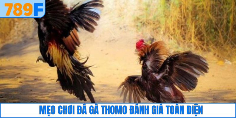 Các Giống Gà Peru Chiến Mạnh, Phù Hợp Thi Đấu Lâu Dài 4 Mẹo chơi đá gà Thomo nên chú ý tới các yếu tố ảnh hưởng