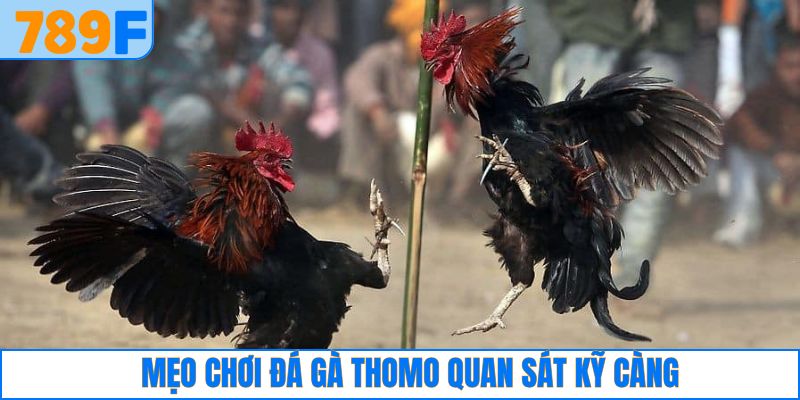 Các Giống Gà Peru Chiến Mạnh, Phù Hợp Thi Đấu Lâu Dài 3 Mẹo chơi đá gà Thomo nên quan sát kỹ trận chiến