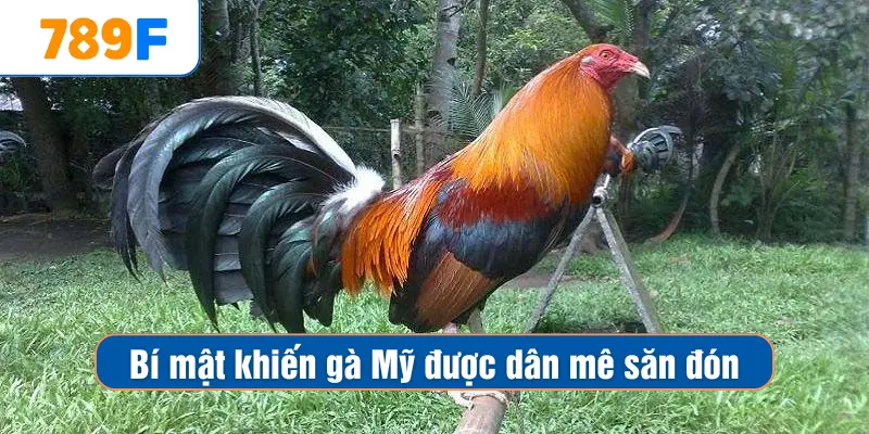 Các Giống Gà Peru Chiến Mạnh, Phù Hợp Thi Đấu Lâu Dài 3 Bí mật khiến gà Mỹ được dân mê săn đón