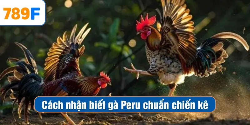 Các Giống Gà Peru Chiến Mạnh, Phù Hợp Thi Đấu Lâu Dài 4 Cách nhận biết gà Peru chuẩn chiến kê