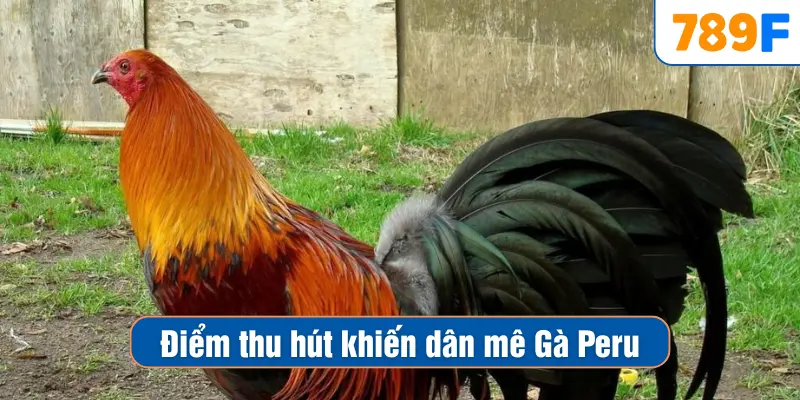 Các Giống Gà Peru Chiến Mạnh, Phù Hợp Thi Đấu Lâu Dài 3 Điểm thu hút khiến dân mê Gà Peru