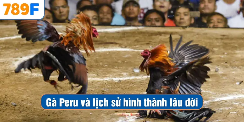 Các Giống Gà Peru Chiến Mạnh, Phù Hợp Thi Đấu Lâu Dài 2 Gà Peru và lịch sử hình thành lâu đời