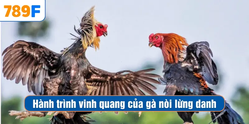 Các Giống Gà Peru Chiến Mạnh, Phù Hợp Thi Đấu Lâu Dài 2 Hành trình vinh quang của gà nòi lừng danh