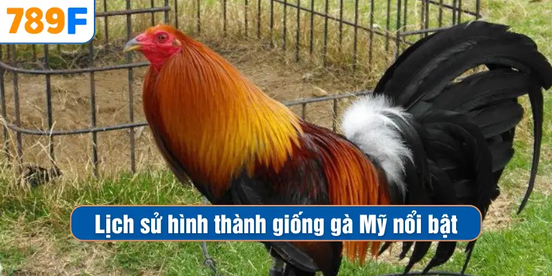 Các Giống Gà Peru Chiến Mạnh, Phù Hợp Thi Đấu Lâu Dài 2 Lịch sử hình thành giống gà Mỹ nổi bật