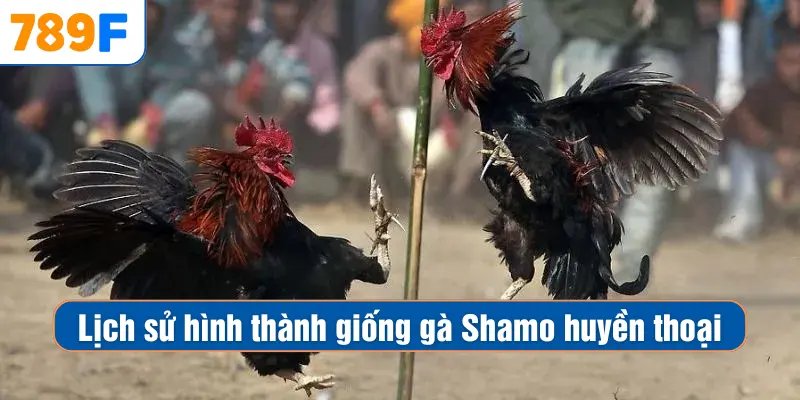 Các Giống Gà Peru Chiến Mạnh, Phù Hợp Thi Đấu Lâu Dài 2 Lịch sử hình thành giống gà Shamo huyền thoại
