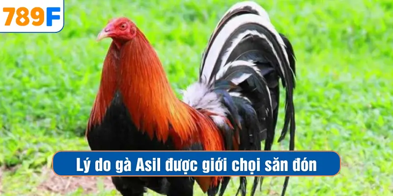 Các Giống Gà Peru Chiến Mạnh, Phù Hợp Thi Đấu Lâu Dài 3 Lý do gà Asil được giới chọi săn đón