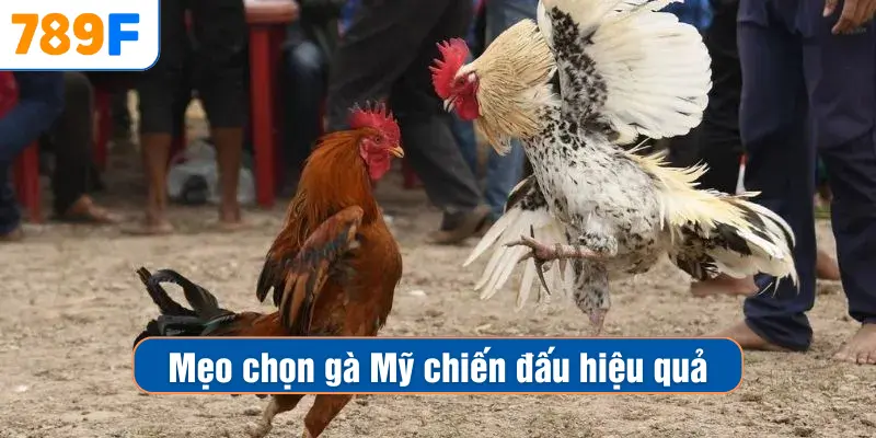 Các Giống Gà Peru Chiến Mạnh, Phù Hợp Thi Đấu Lâu Dài 4 Mẹo chọn gà Mỹ chiến đấu hiệu quả