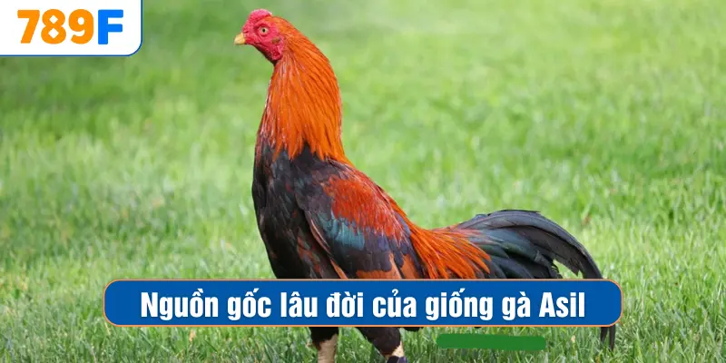 Các Giống Gà Peru Chiến Mạnh, Phù Hợp Thi Đấu Lâu Dài 2 Nguồn gốc lâu đời của giống gà Asil