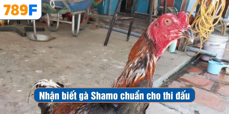 Các Giống Gà Peru Chiến Mạnh, Phù Hợp Thi Đấu Lâu Dài 4 Nhận biết gà Shamo chuẩn cho thi đấu