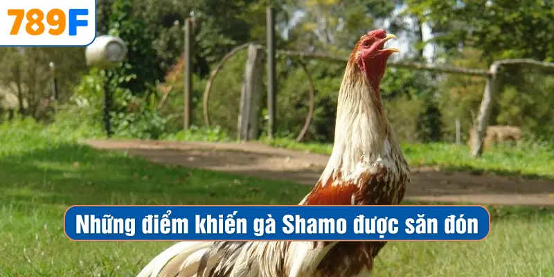 Các Giống Gà Peru Chiến Mạnh, Phù Hợp Thi Đấu Lâu Dài 3 Những điểm khiến gà Shamo được săn đón
