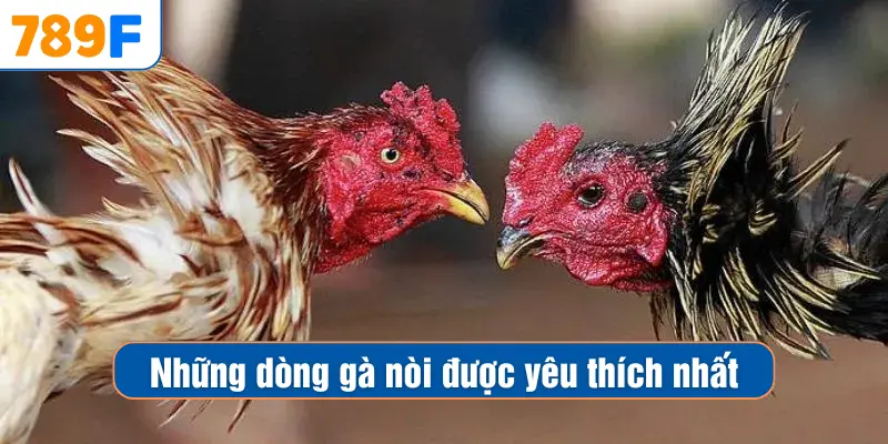 Các Giống Gà Peru Chiến Mạnh, Phù Hợp Thi Đấu Lâu Dài 4 Những dòng gà nòi được yêu thích nhất