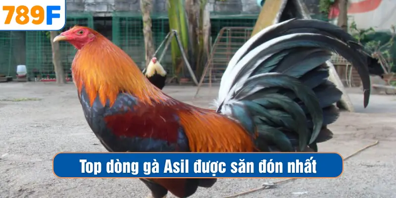 Các Giống Gà Peru Chiến Mạnh, Phù Hợp Thi Đấu Lâu Dài 4 Top dòng gà Asil được săn đón nhất
