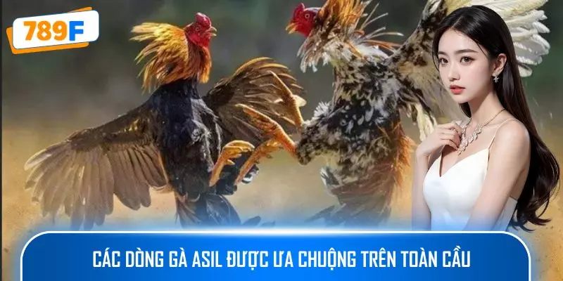 Các Giống Gà Peru Chiến Mạnh, Phù Hợp Thi Đấu Lâu Dài 3 Các dòng gà Asil được ưa chuộng trên toàn cầu