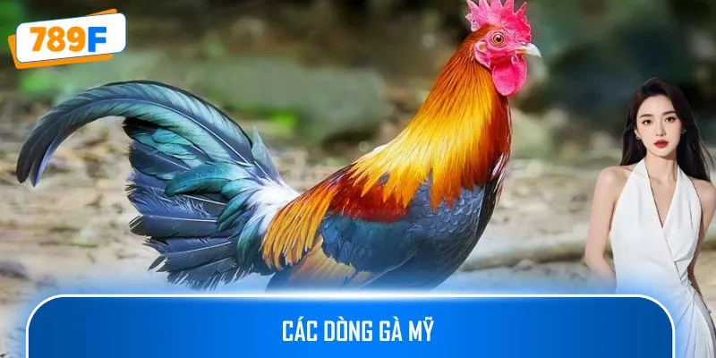 Các Dòng Gà Mỹ Săn Chắc Kết Hợp Sức Bền Và Phản Xạ Nhanh
