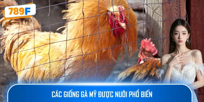 Cách Nuôi Gà Peru – Hướng Dẫn Tạo Ra Những Chiến Kê Xuất Sắc 2 Các giống gà Mỹ được nuôi phổ biến