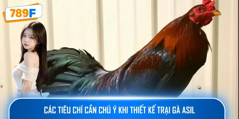Các Giống Gà Peru Chiến Mạnh, Phù Hợp Thi Đấu Lâu Dài 4 Các tiêu chí cần chú ý khi thiết kế trại gà Asil