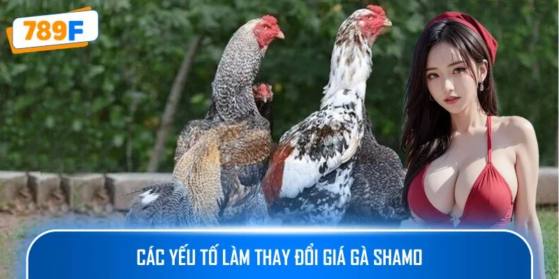Các Giống Gà Peru Chiến Mạnh, Phù Hợp Thi Đấu Lâu Dài 2 Các yếu tố làm thay đổi giá gà Shamo