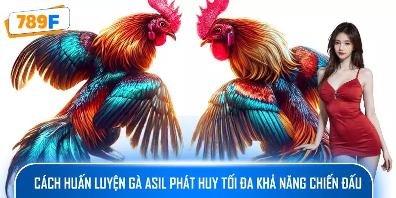 Các Giống Gà Peru Chiến Mạnh, Phù Hợp Thi Đấu Lâu Dài 4 Cách huấn luyện gà Asil phát huy tối đa khả năng chiến đấu
