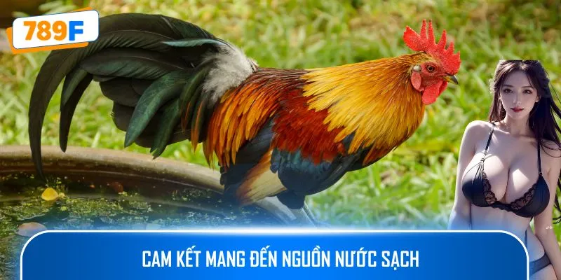 Cách Nuôi Gà Peru – Hướng Dẫn Tạo Ra Những Chiến Kê Xuất Sắc 3 Cam kết mang đến nguồn nước sạch