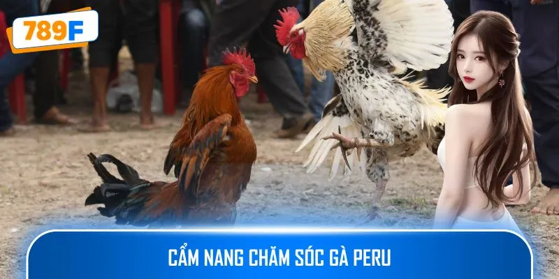 Các Giống Gà Peru Chiến Mạnh, Phù Hợp Thi Đấu Lâu Dài 4 Cẩm nang chăm sóc gà Peru