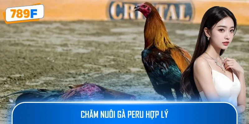 Các Giống Gà Peru Chiến Mạnh, Phù Hợp Thi Đấu Lâu Dài 3 Chăm nuôi gà Peru hợp lý