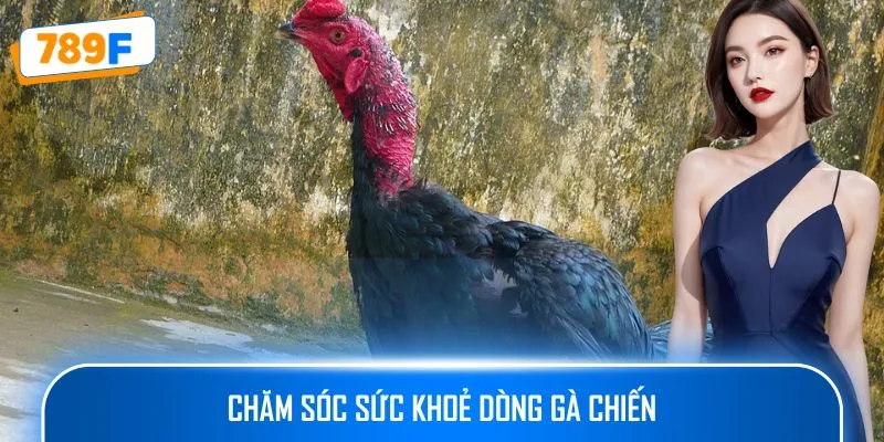 Các Giống Gà Peru Chiến Mạnh, Phù Hợp Thi Đấu Lâu Dài 4 Chăm sóc sức khoẻ dòng gà chiến