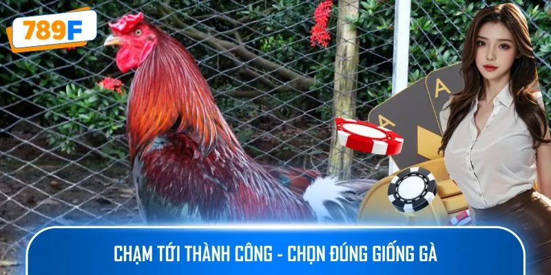 Các Giống Gà Peru Chiến Mạnh, Phù Hợp Thi Đấu Lâu Dài 3 Chạm tới thành công - Chọn đúng giống gà