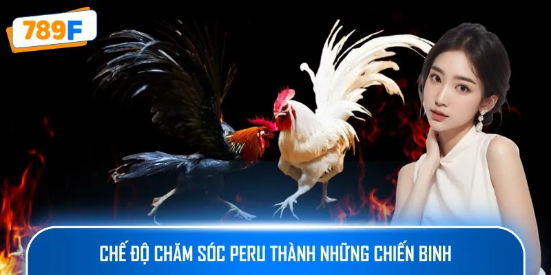 Các Giống Gà Peru Chiến Mạnh, Phù Hợp Thi Đấu Lâu Dài 4 Chế độ chăm sóc Peru thành những chiến binh