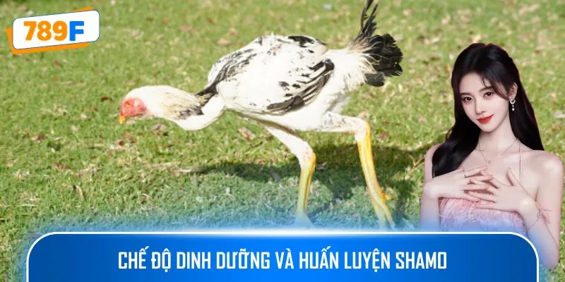 Các Giống Gà Peru Chiến Mạnh, Phù Hợp Thi Đấu Lâu Dài 4 Chế độ dinh dưỡng và huấn luyện Shamo