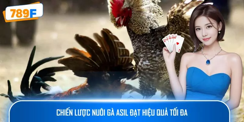 Các Giống Gà Peru Chiến Mạnh, Phù Hợp Thi Đấu Lâu Dài 4 Chiến lược nuôi gà Asil đạt hiệu quả tối đa