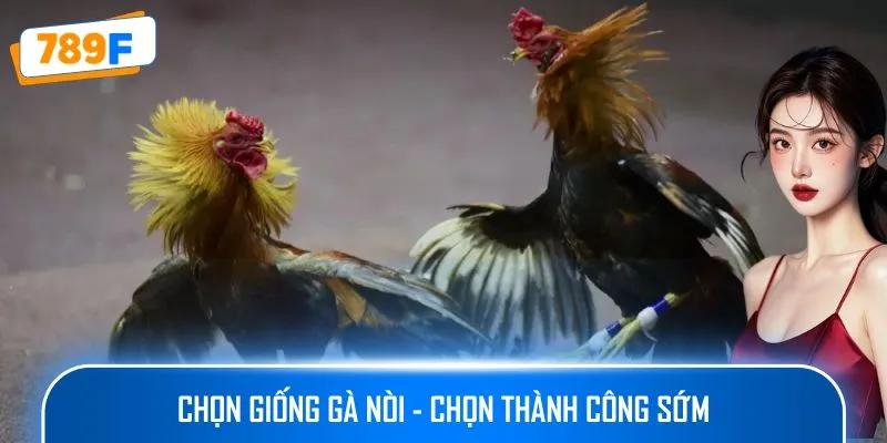 Các Giống Gà Peru Chiến Mạnh, Phù Hợp Thi Đấu Lâu Dài 4 Chọn giống gà nòi - chọn thành công sớm