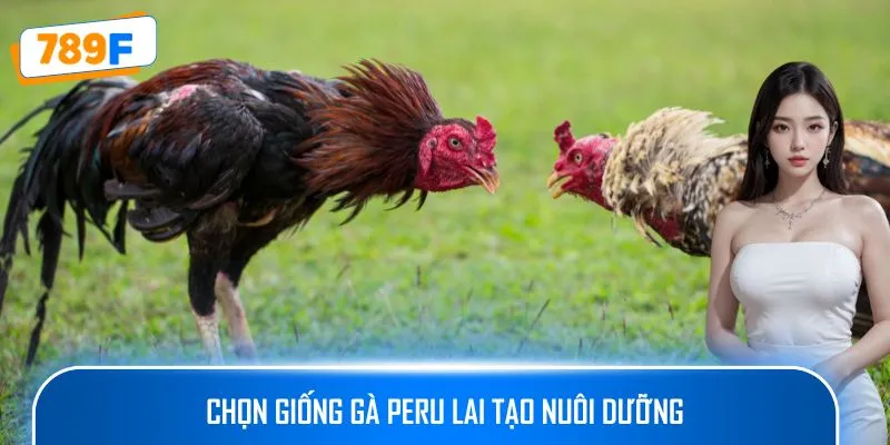 Cách Nuôi Gà Peru – Hướng Dẫn Tạo Ra Những Chiến Kê Xuất Sắc 4 Chọn giống gà Peru lai tạo nuôi dưỡng