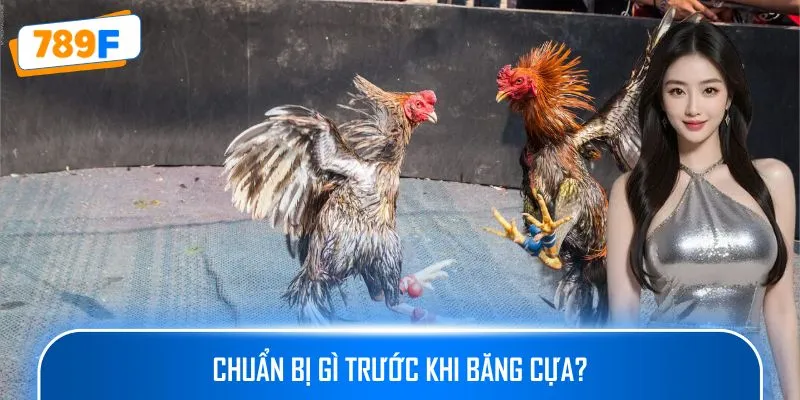 Các Giống Gà Peru Chiến Mạnh, Phù Hợp Thi Đấu Lâu Dài 3 Chuẩn bị gì trước khi băng cựa?
