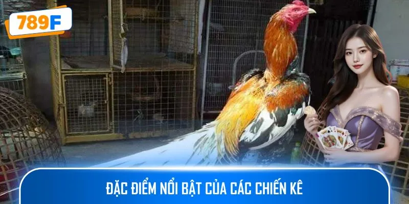 Các Giống Gà Peru Chiến Mạnh, Phù Hợp Thi Đấu Lâu Dài 3 Đặc điểm nổi bật của các chiến kê