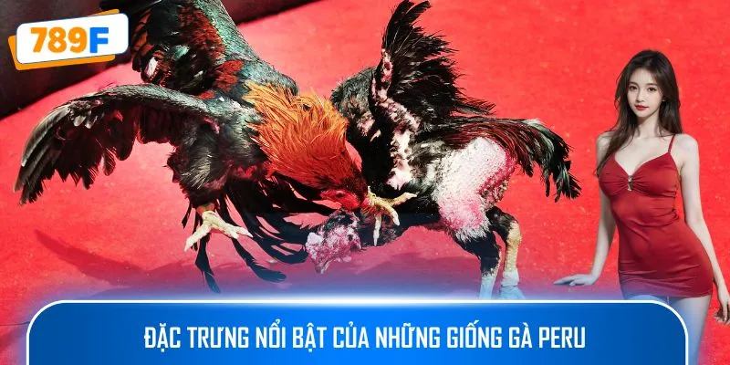 Cách Nuôi Gà Peru – Hướng Dẫn Tạo Ra Những Chiến Kê Xuất Sắc 3 Đặc trưng nổi bật của những giống gà Peru