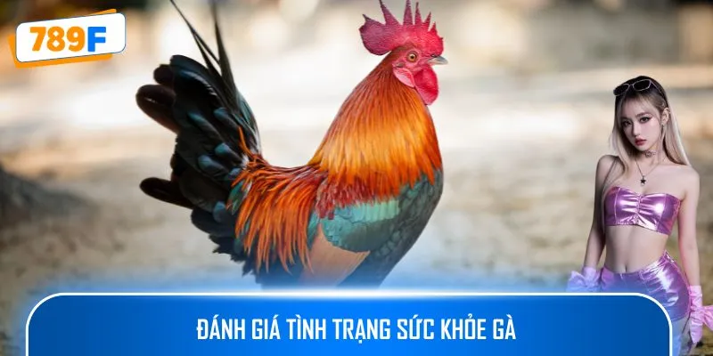 Cách Nuôi Gà Peru – Hướng Dẫn Tạo Ra Những Chiến Kê Xuất Sắc 4 Đánh giá tình trạng sức khỏe gà