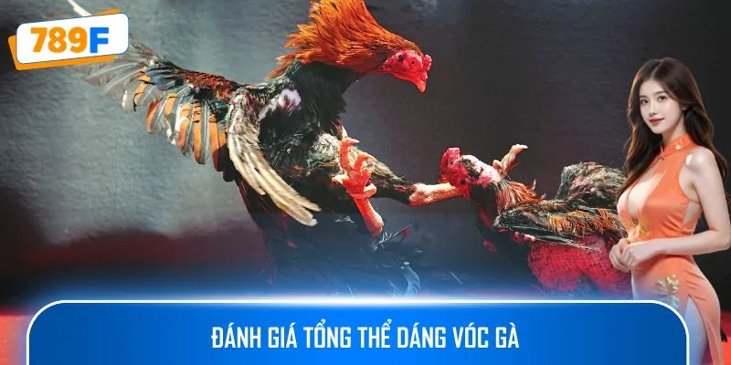 Cách Nuôi Gà Peru – Hướng Dẫn Tạo Ra Những Chiến Kê Xuất Sắc 4 Đánh giá tổng thể dáng vóc gà