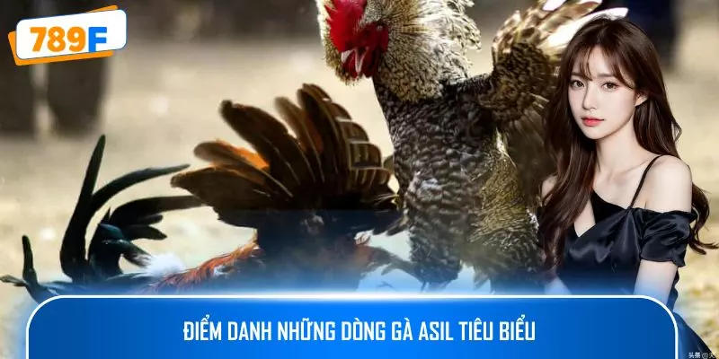 Các Giống Gà Peru Chiến Mạnh, Phù Hợp Thi Đấu Lâu Dài 3 Điểm danh những dòng gà Asil tiêu biểu