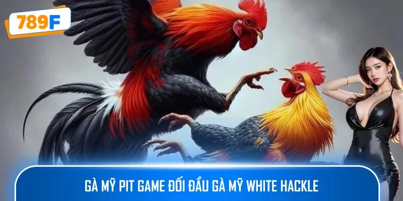 Cách Nuôi Gà Peru – Hướng Dẫn Tạo Ra Những Chiến Kê Xuất Sắc 3 Gà Mỹ Pit Game đối đầu Gà Mỹ White Hackle