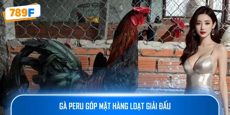Các Giống Gà Peru Chiến Mạnh, Phù Hợp Thi Đấu Lâu Dài 3 Gà Peru góp mặt hàng loạt giải đấu