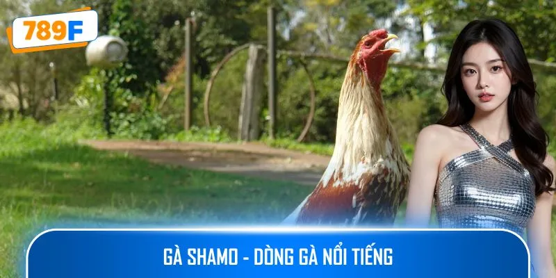 Các Giống Gà Peru Chiến Mạnh, Phù Hợp Thi Đấu Lâu Dài 2 Gà Shamo - dòng gà nổi tiếng