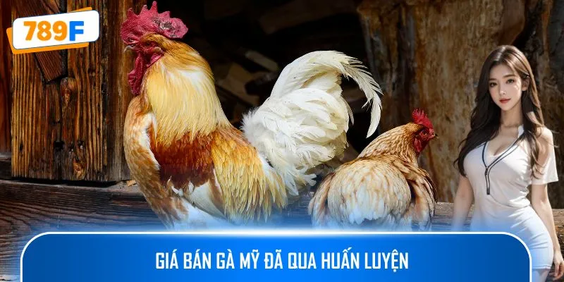 Cách Nuôi Gà Peru – Hướng Dẫn Tạo Ra Những Chiến Kê Xuất Sắc 4 Giá bán gà Mỹ đã qua huấn luyện