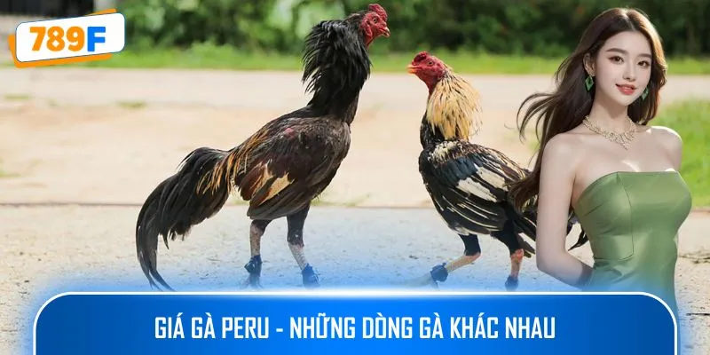 Các Giống Gà Peru Chiến Mạnh, Phù Hợp Thi Đấu Lâu Dài 3 Giá gà Peru - những dòng gà khác nhau