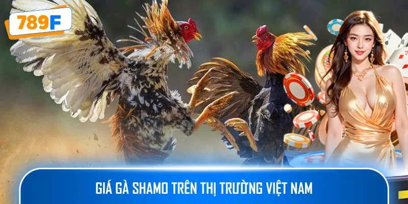 Các Giống Gà Peru Chiến Mạnh, Phù Hợp Thi Đấu Lâu Dài 3 Giá gà Shamo trên thị trường Việt Nam