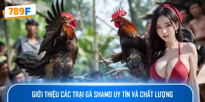 Các Giống Gà Peru Chiến Mạnh, Phù Hợp Thi Đấu Lâu Dài 4 Giới thiệu các trại gà Shamo uy tín và chất lượng