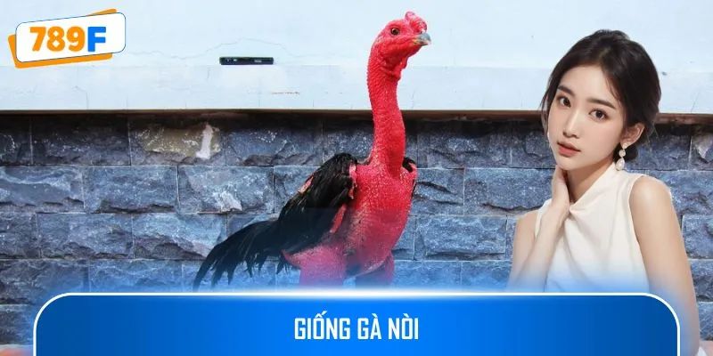 Giống Gà Nòi – Bí Quyết Huấn Luyện Và Tăng Cường Sức Mạnh