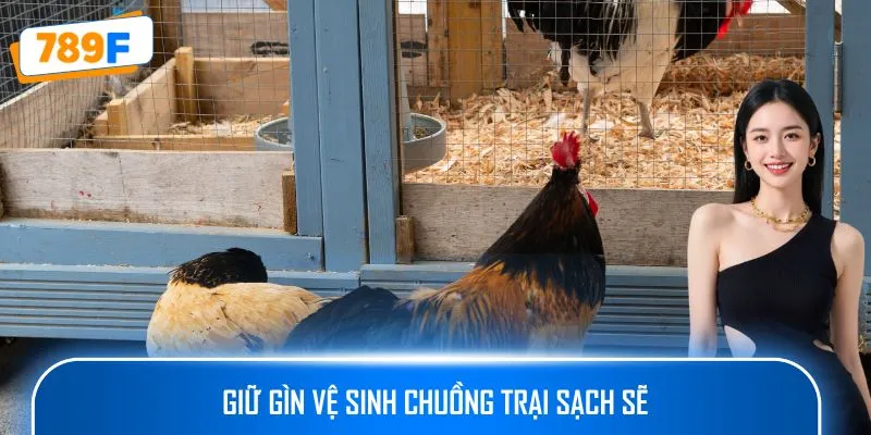 Cách Nuôi Gà Peru – Hướng Dẫn Tạo Ra Những Chiến Kê Xuất Sắc 4 Giữ gìn vệ sinh chuồng trại sạch sẽ