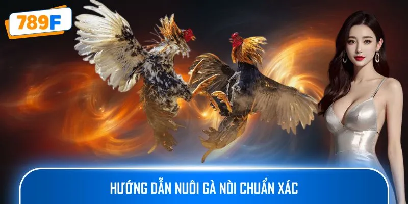 Các Giống Gà Peru Chiến Mạnh, Phù Hợp Thi Đấu Lâu Dài 3 Hướng dẫn nuôi gà nòi chuẩn xác